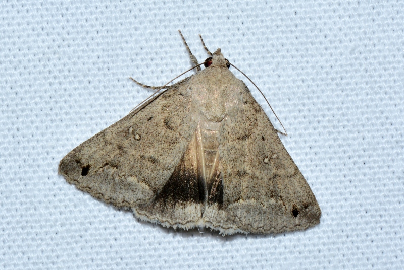 Clytie illunaris, Erebidae